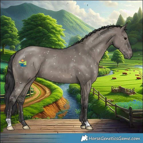 Horse Color:Grullo Appaloosa 