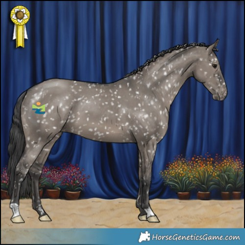 Horse Color:Grullo Appaloosa 