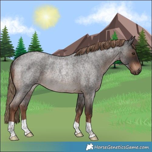 Horse Color:Liver Red Roan Rabicano