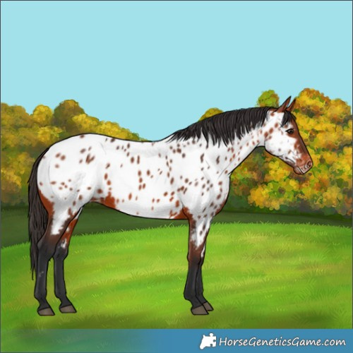 Horse Color:Bay Appaloosa 