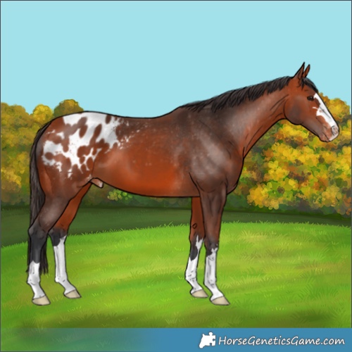Horse Color:Bay Appaloosa 