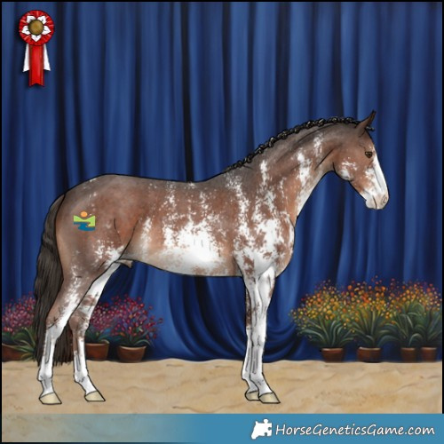 Horse Color:Liver Chestnut Sabino
