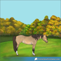 Horse Color:Buckskin Dun Tobiano