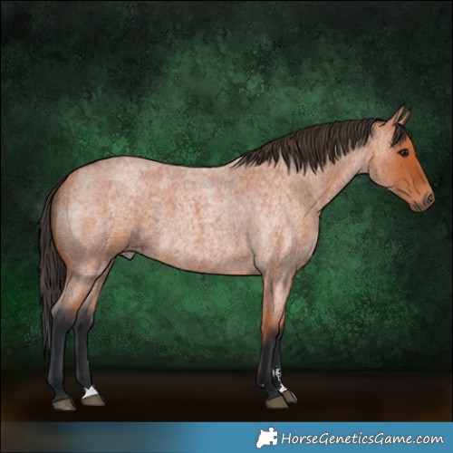 Horse Color:Bay Roan