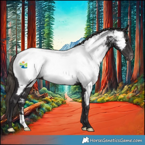 Horse Color:Smoky Black Appaloosa