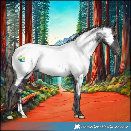 Horse Color:Smoky Black Appaloosa 