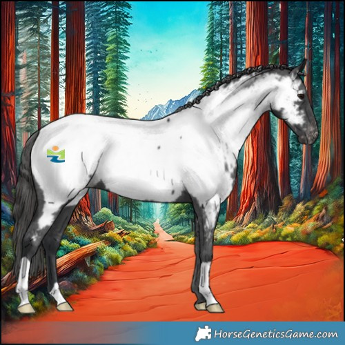 Horse Color:Black Appaloosa 