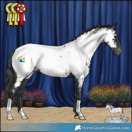 Horse Color:Black Near Fewspot 