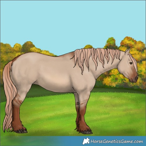 Horse Color:Red Dun 