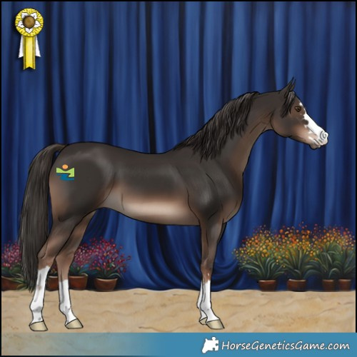 Horse Color:Liver Chestnut 