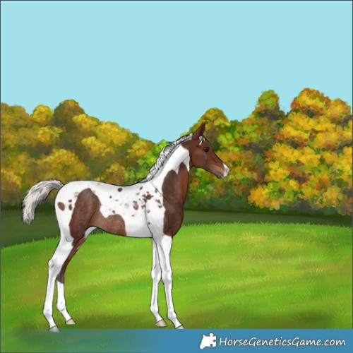 Horse Color:Silver Brown Tobiano Rabicano 