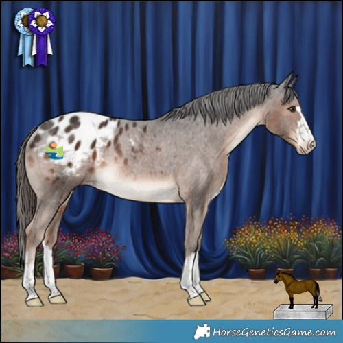 Horse Color:Liver Chestnut Appaloosa Rabicano 