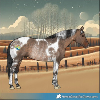 Horse Color:Brown Dun Tobiano Rabicano 