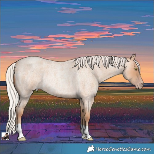 Horse Color:Silver Amber Champagne Roan Rabicano 