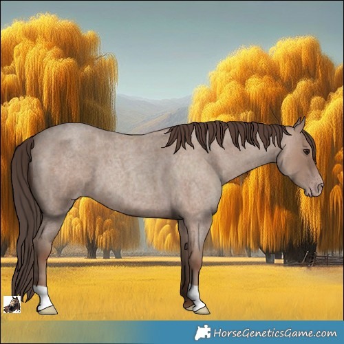 Horse Color:Classic Champagne Roan