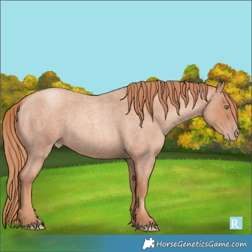 Horse Color:Gold Champagne Roan 