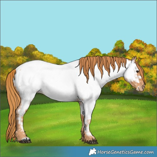 Horse Color:Red Roan Near Fewspot 