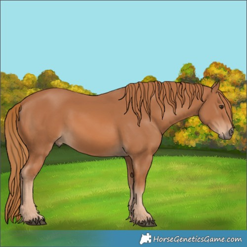 Horse Color:Chestnut 