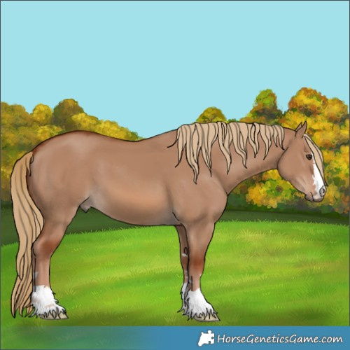 Horse Color:Red Dun 