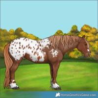 Horse Color:Chestnut Appaloosa 