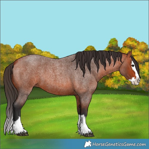 Horse Color:Bay Roan Splash 