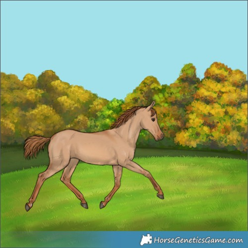 Horse Color:Red Dun 