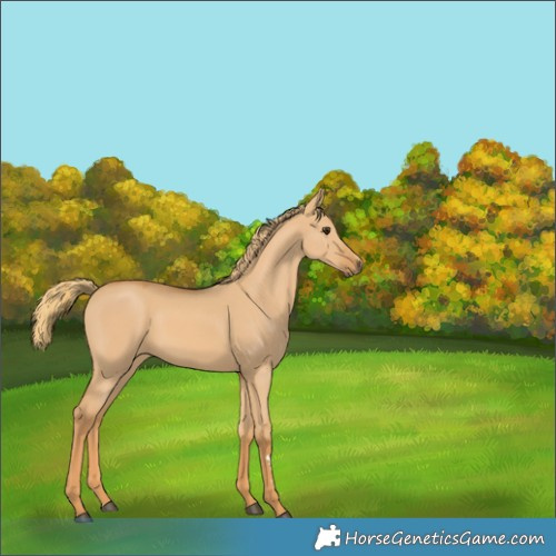 Horse Color:Red Dun 