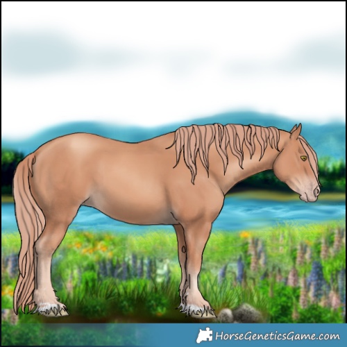 Horse Color:Gold Champagne 