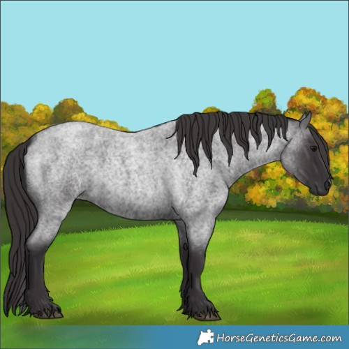 Horse Color:Smoky Blue Roan 