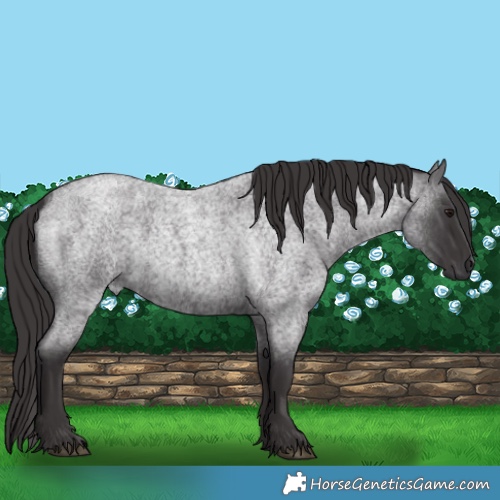 Horse Color:Smoky Blue Roan