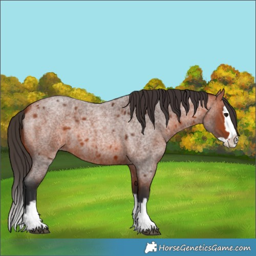 Horse Color:Bay Roan Splash 