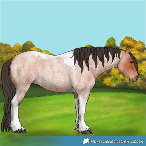 Horse Color:Bay Roan Tobiano 