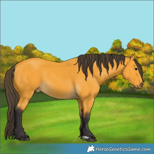 Horse Color:Buckskin 
