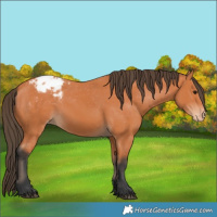 Horse Color:Bay Appaloosa 