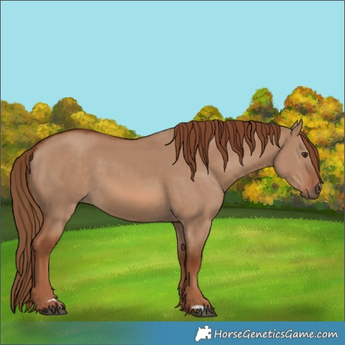 Horse Color:Red Dun 