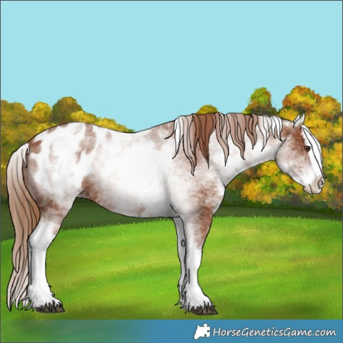 Horse Color:White Spotted Chestnut Splash Appaloosa 