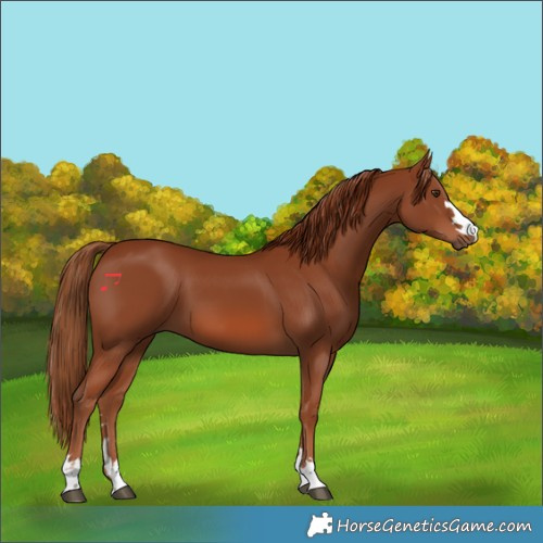 Horse Color:Chestnut 