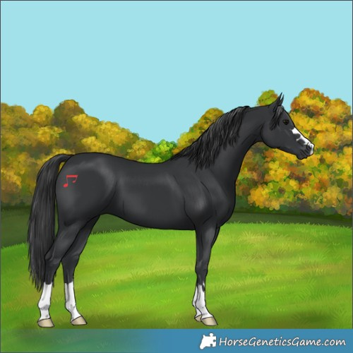 Horse Color:Black 