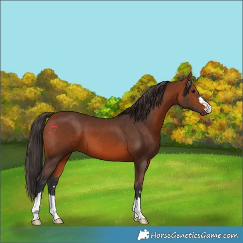 Horse Color:Bay 