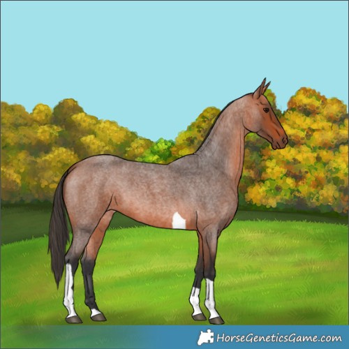 Horse Color:Bay Roan Tobiano 