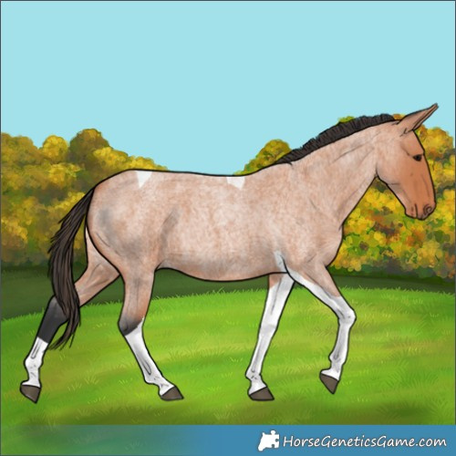 Horse Color:Bay Roan Tobiano