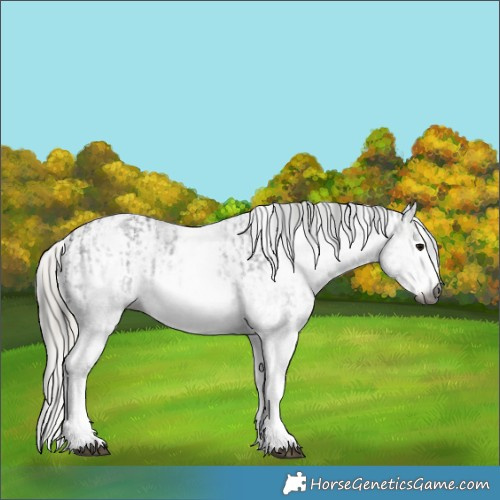Horse Color:Gray White Spotted Black  and Gray White Spotted Silver Black 