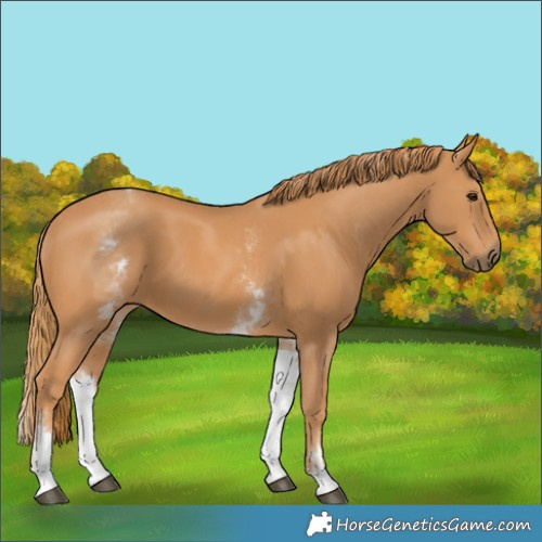 Horse Color:White Spotted Chestnut