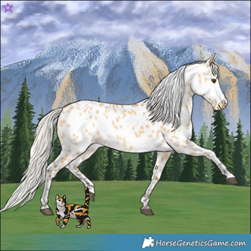 Horse Color:Silver Buckskin Dun Appaloosa 