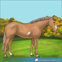 Horse Color:Chestnut Splash Frame 