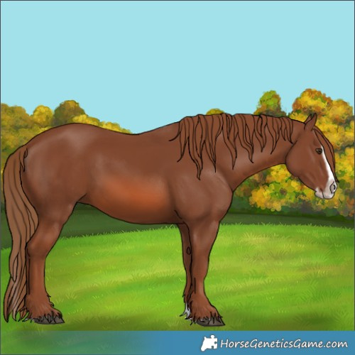 Horse Color:Chestnut Splash Frame 