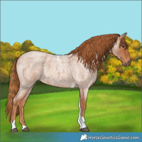 Horse Color:Red Roan Tobiano