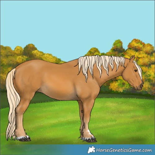 Horse Color:Palomino