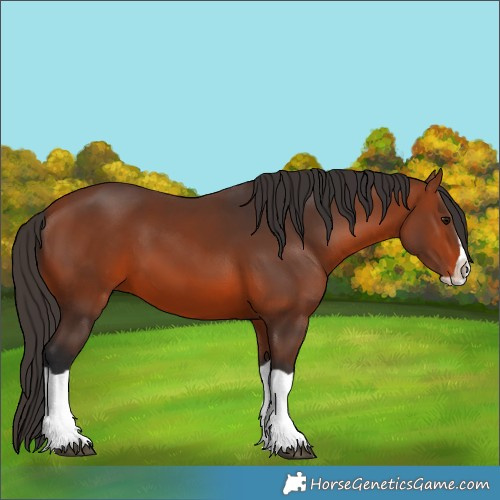 Horse Color:Bay Splash 
