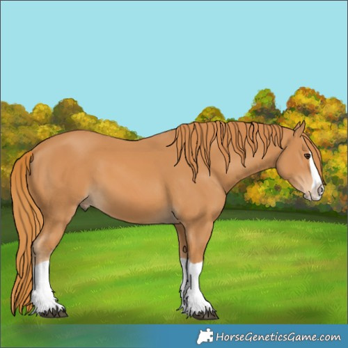 Horse Color:Chestnut Splash 